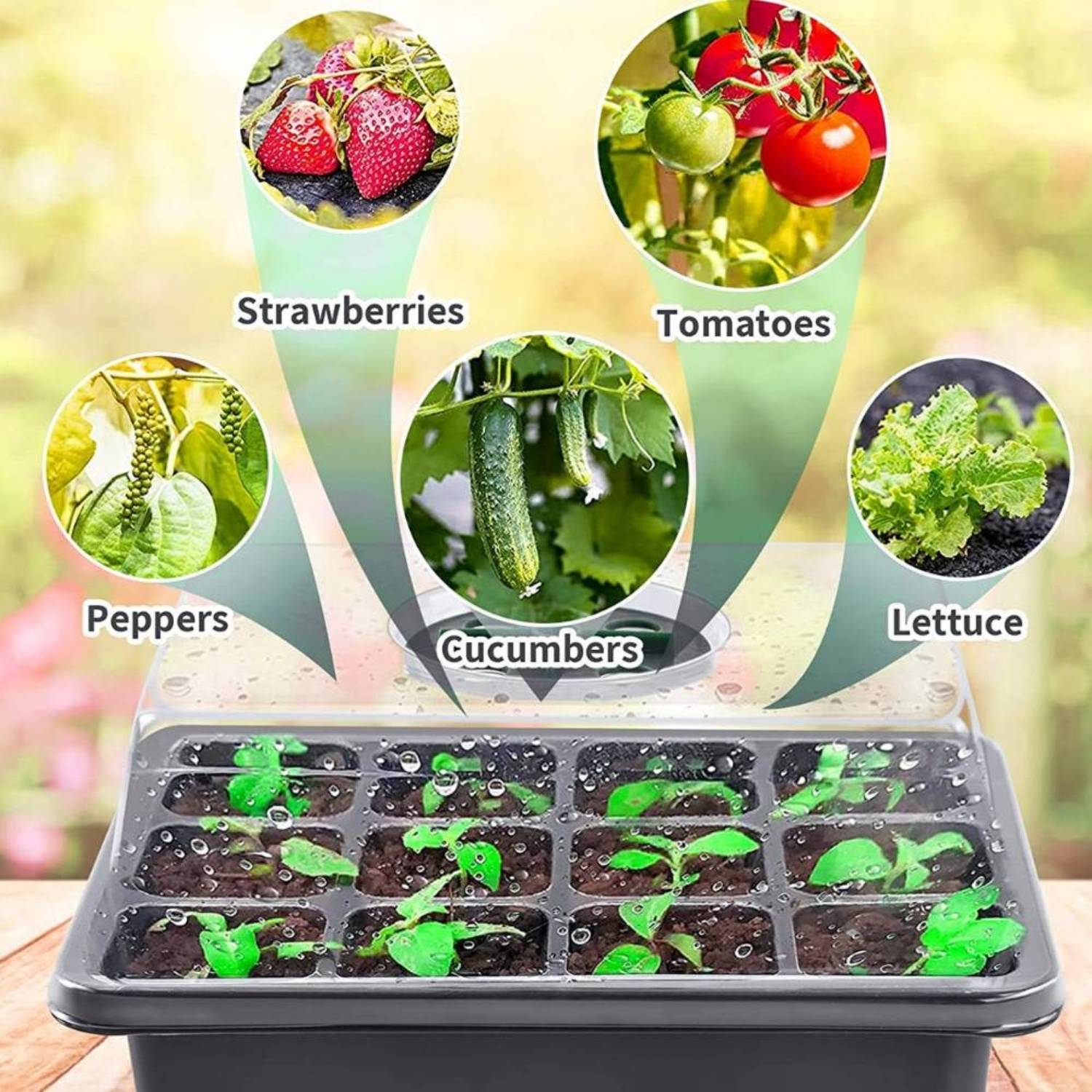 Self Watering Seedling Tray: image 4
